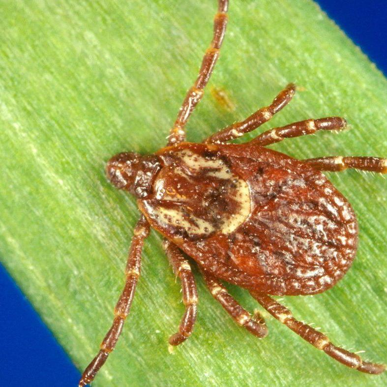 Quebec reports first case of tick-borne Rocky Mountain spotted fever